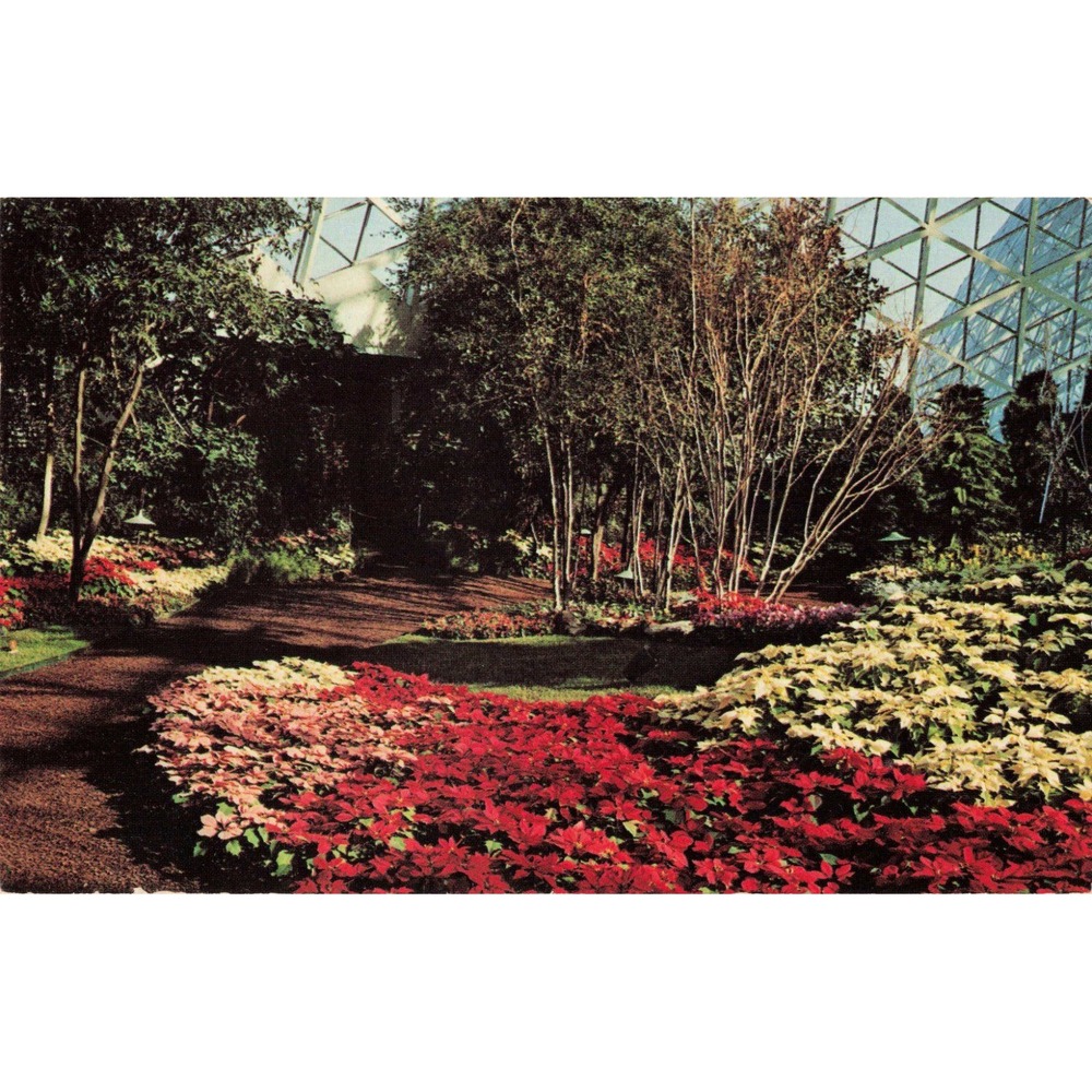 Vintage 1973 Mitchell Park Conservatory Poinsettia Show Postcard Milwaukee WI - Picture 1 of 2